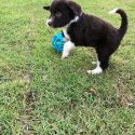 Whatchamacallit-Female-$1800