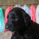 Gidget