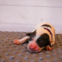 Stef-Female-$2000