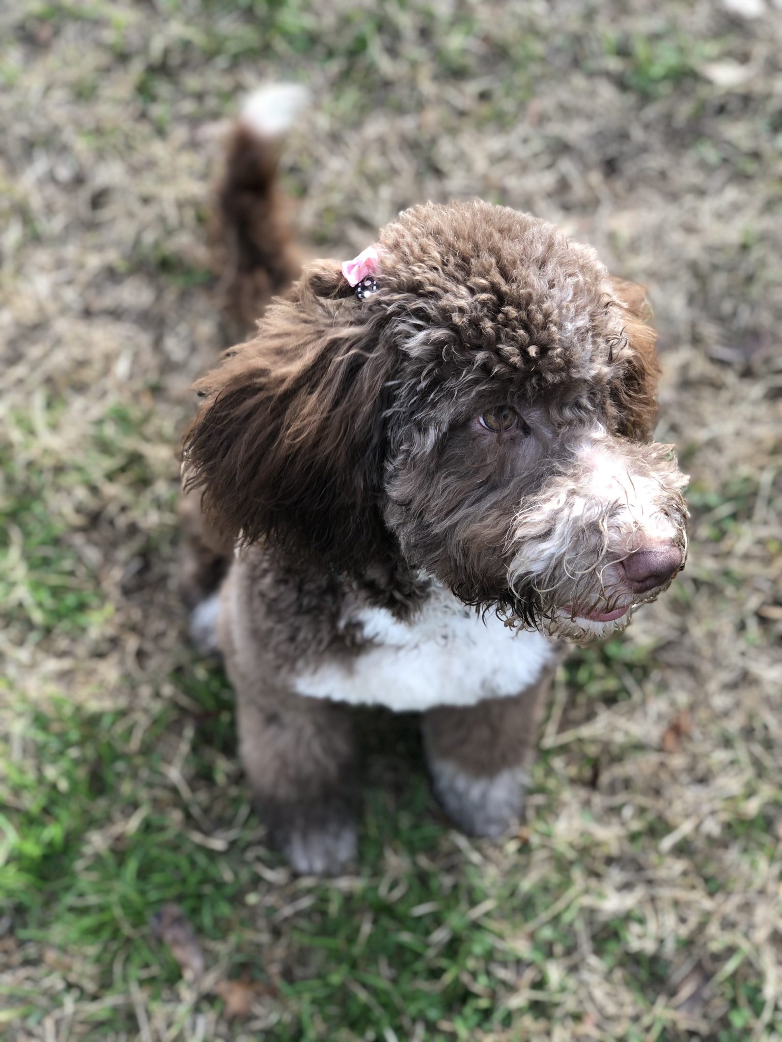 Labradoodles for Adoption - Savannah GA | CNR Farms