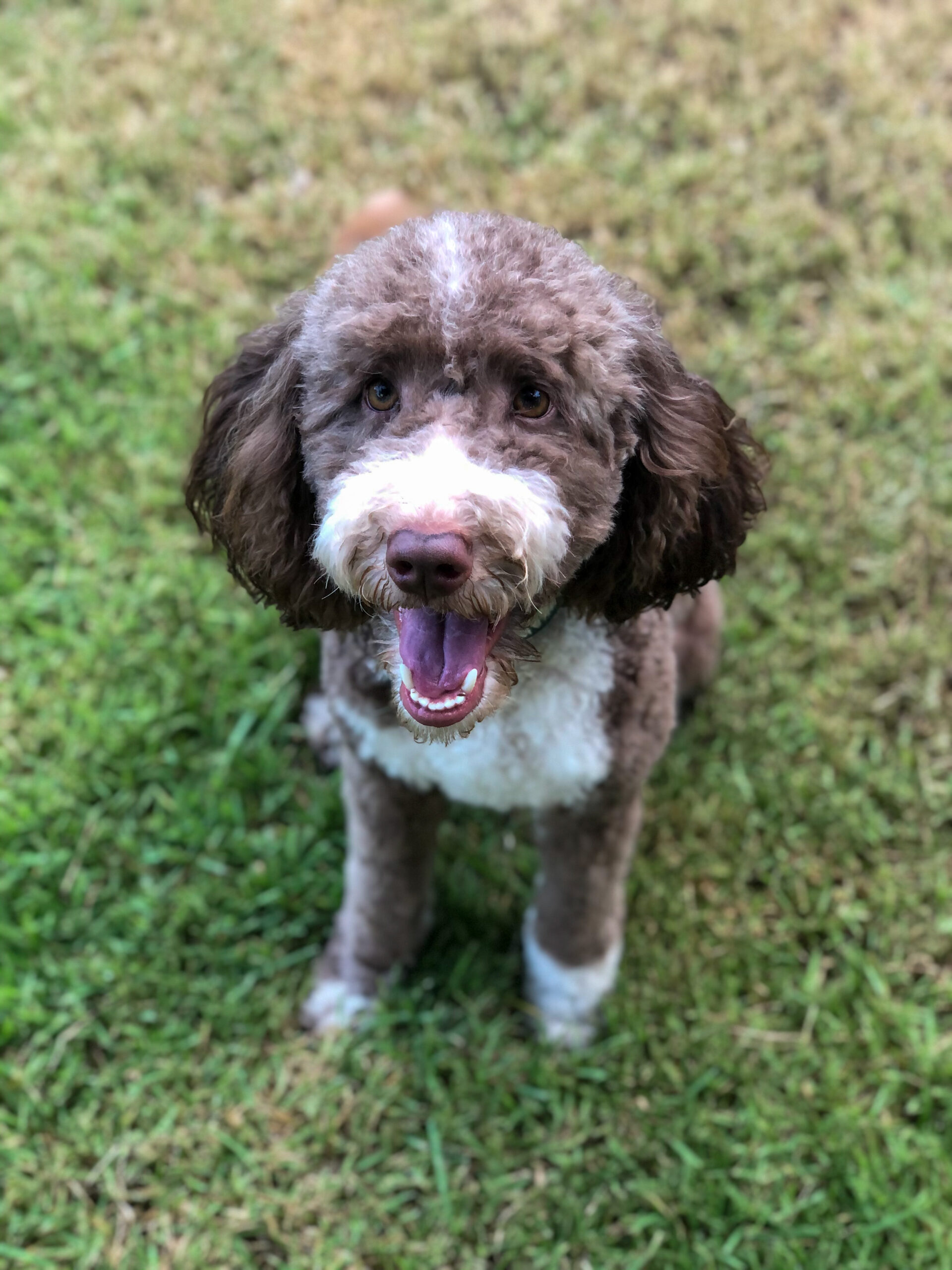 Short curly hair dark brown and white labradoodle