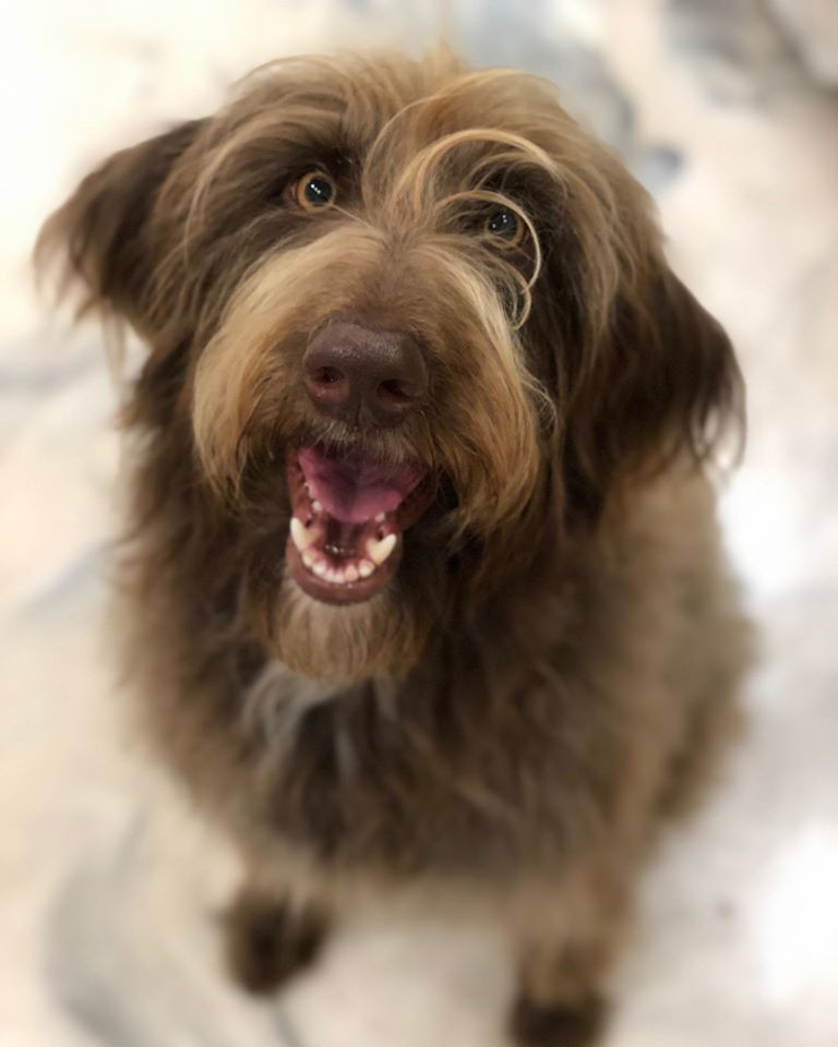 Labradoodles for Adoption Savannah GA CNR Farms