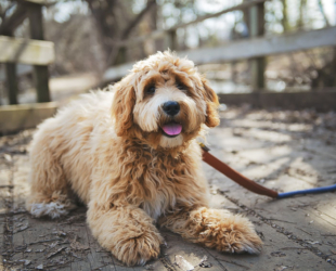 How to Potty Train Your Labradoodle Puppy