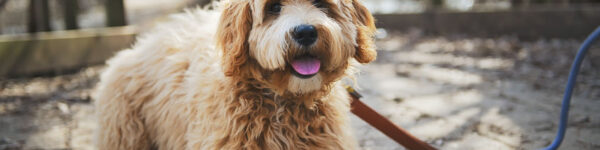 How to Potty Train Your Labradoodle Puppy