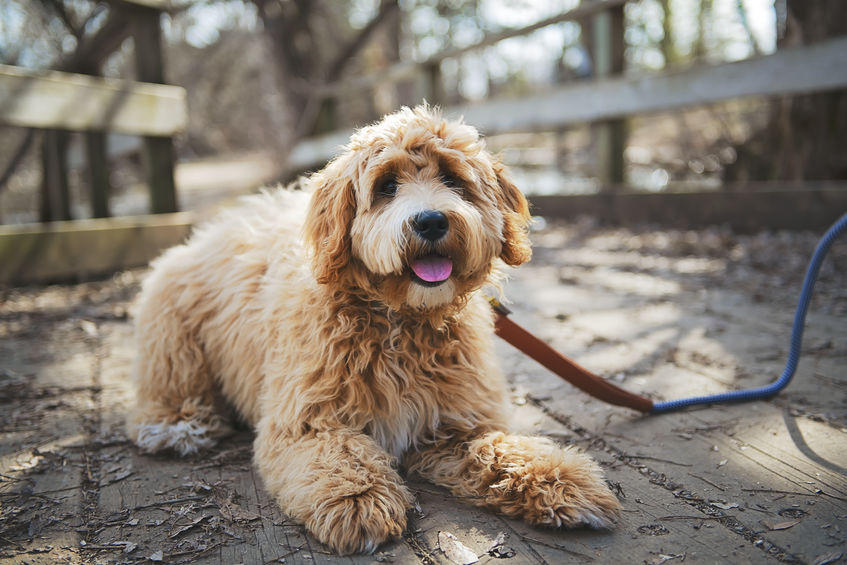 How to Potty Train Your Labradoodle Puppy