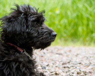 What You Should Know Before Adopting a Labradoodle Puppy