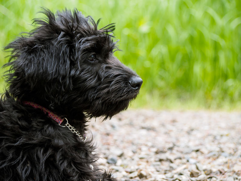 What You Should Know Before Adopting a Labradoodle Puppy