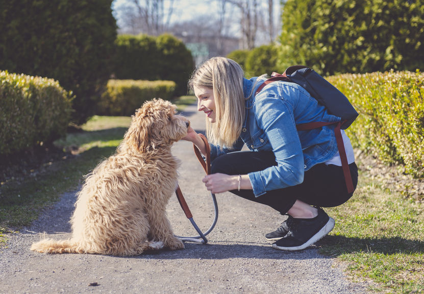 How to Exercise Your Labradoodle