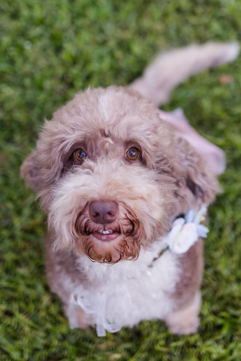 Miniature Australian Labradoodles for Adoption in GA CNR Farms