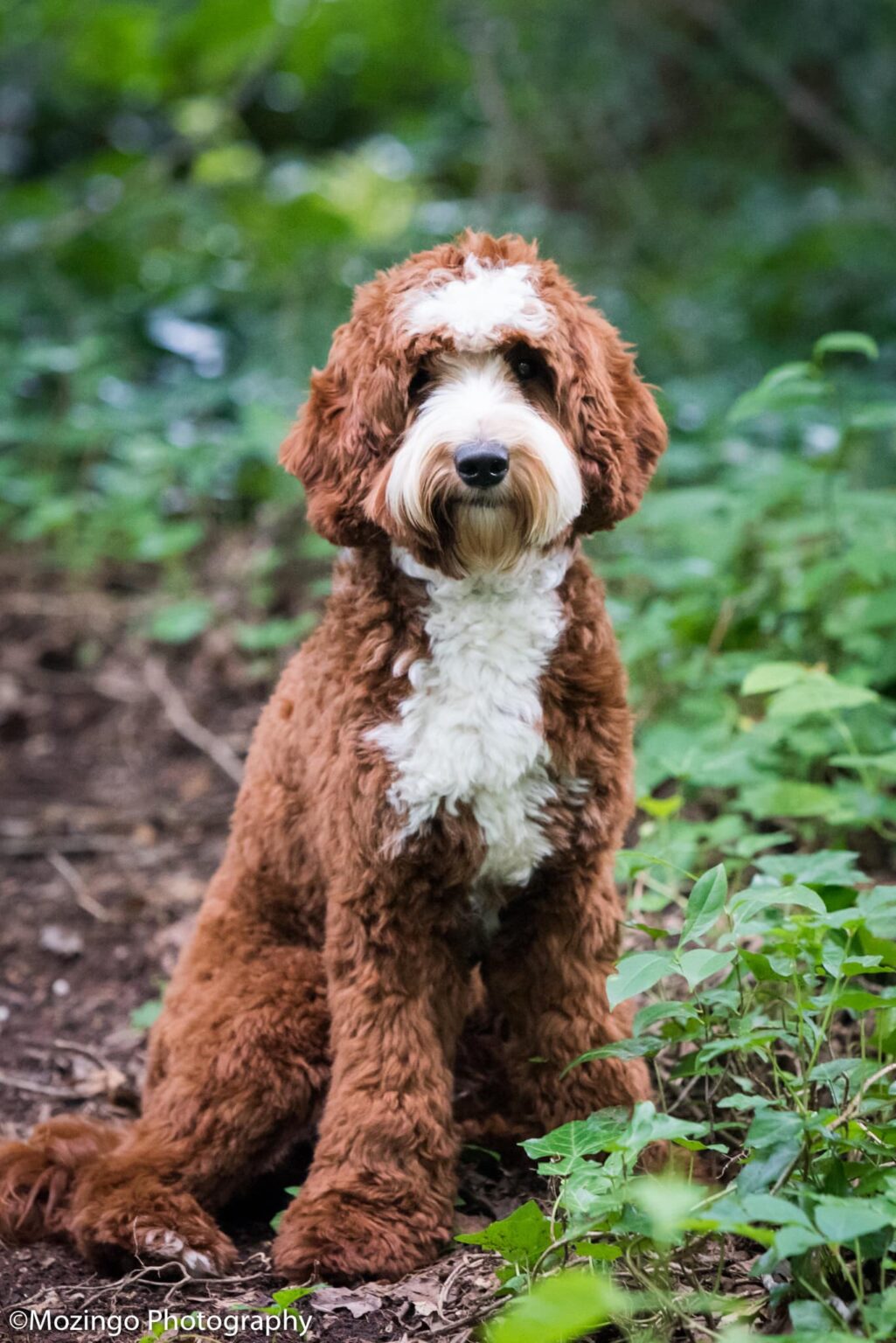Labradoodles for Adoption Savannah GA CNR Farms