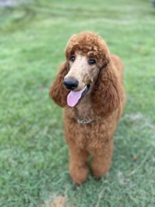 Curly hair red colored male labradoodle