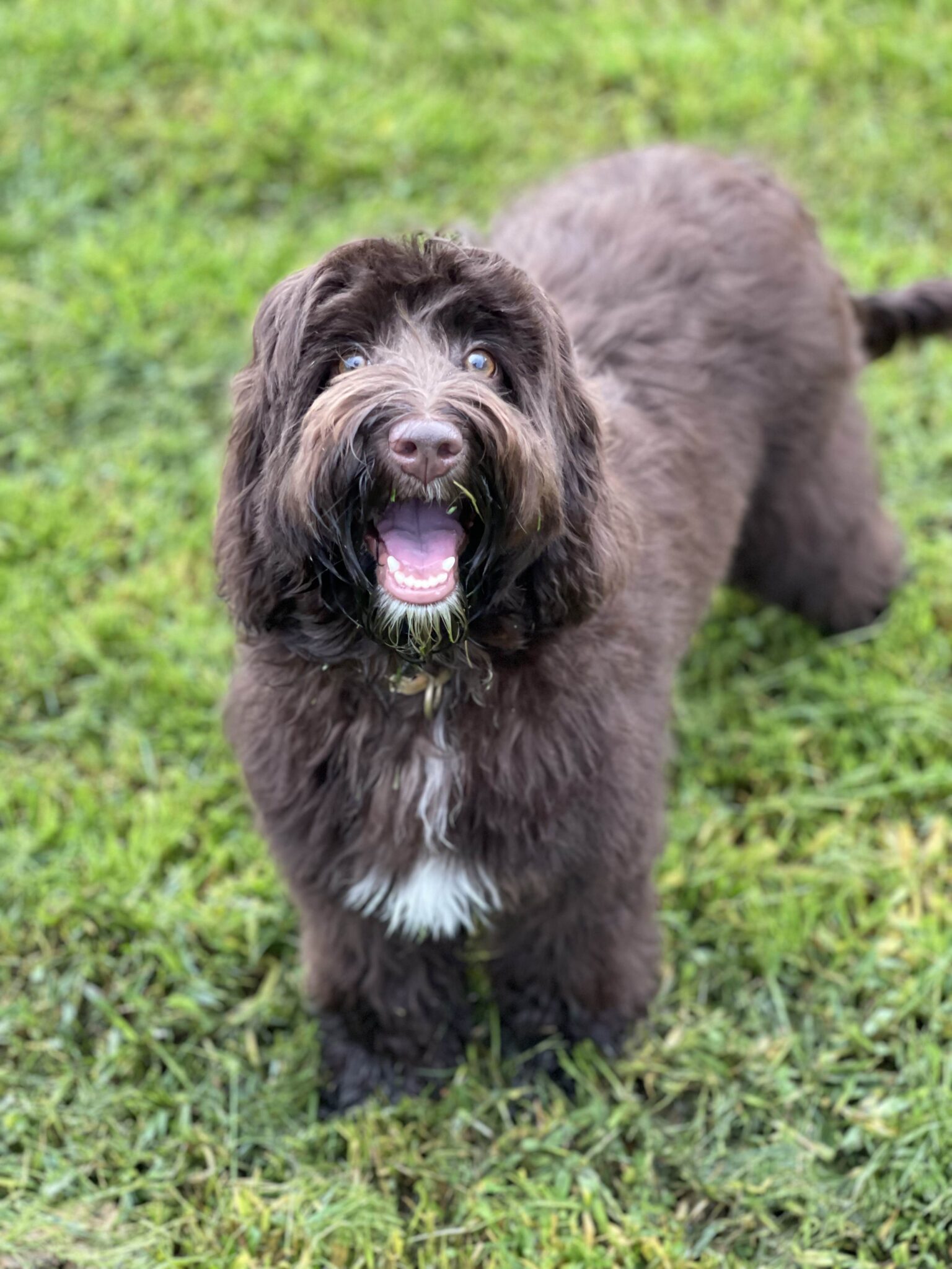 Labradoodles for Adoption Savannah GA CNR Farms