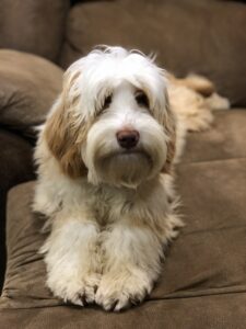 Long hair cream colored male labradoodle