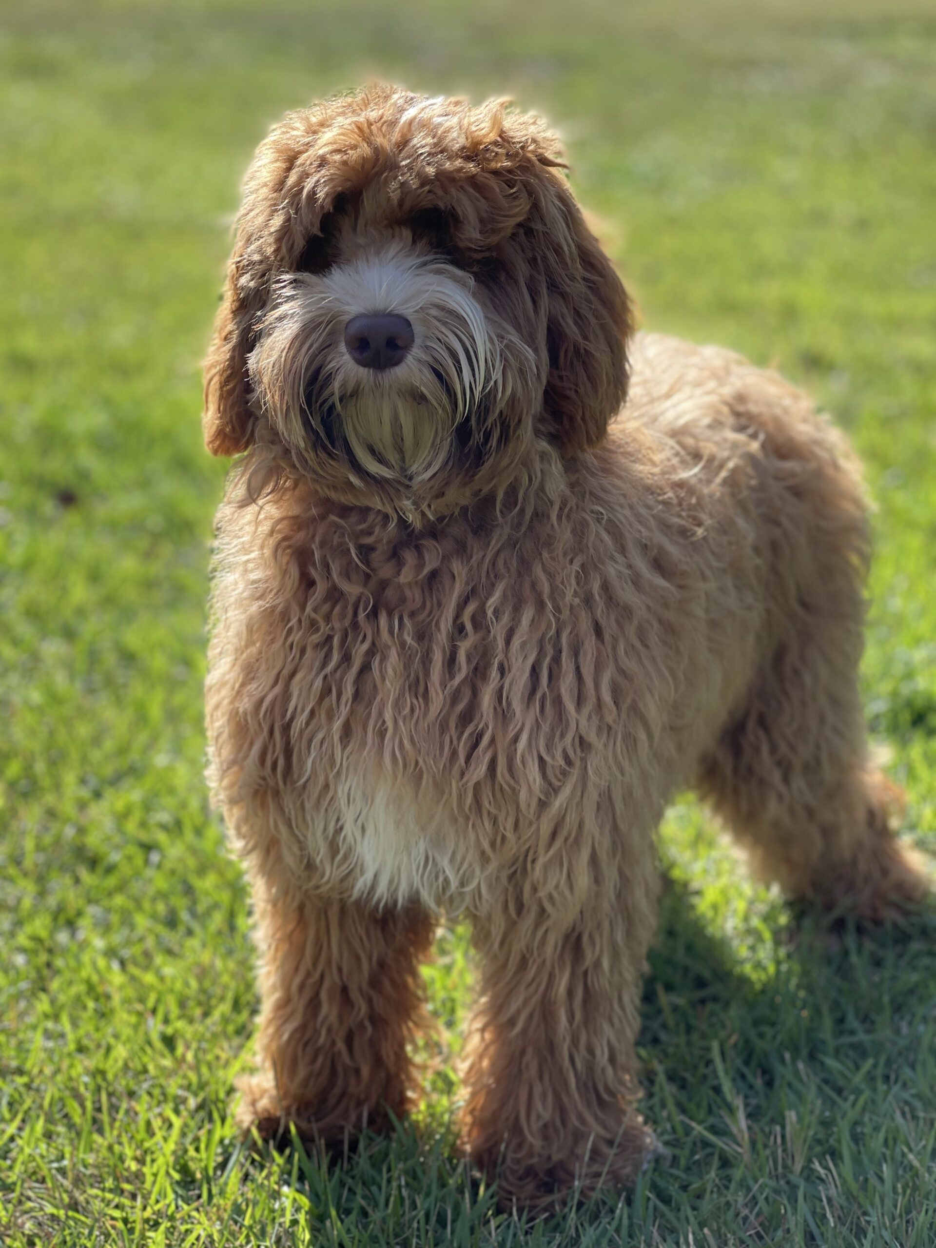 Long hair red labradoodle