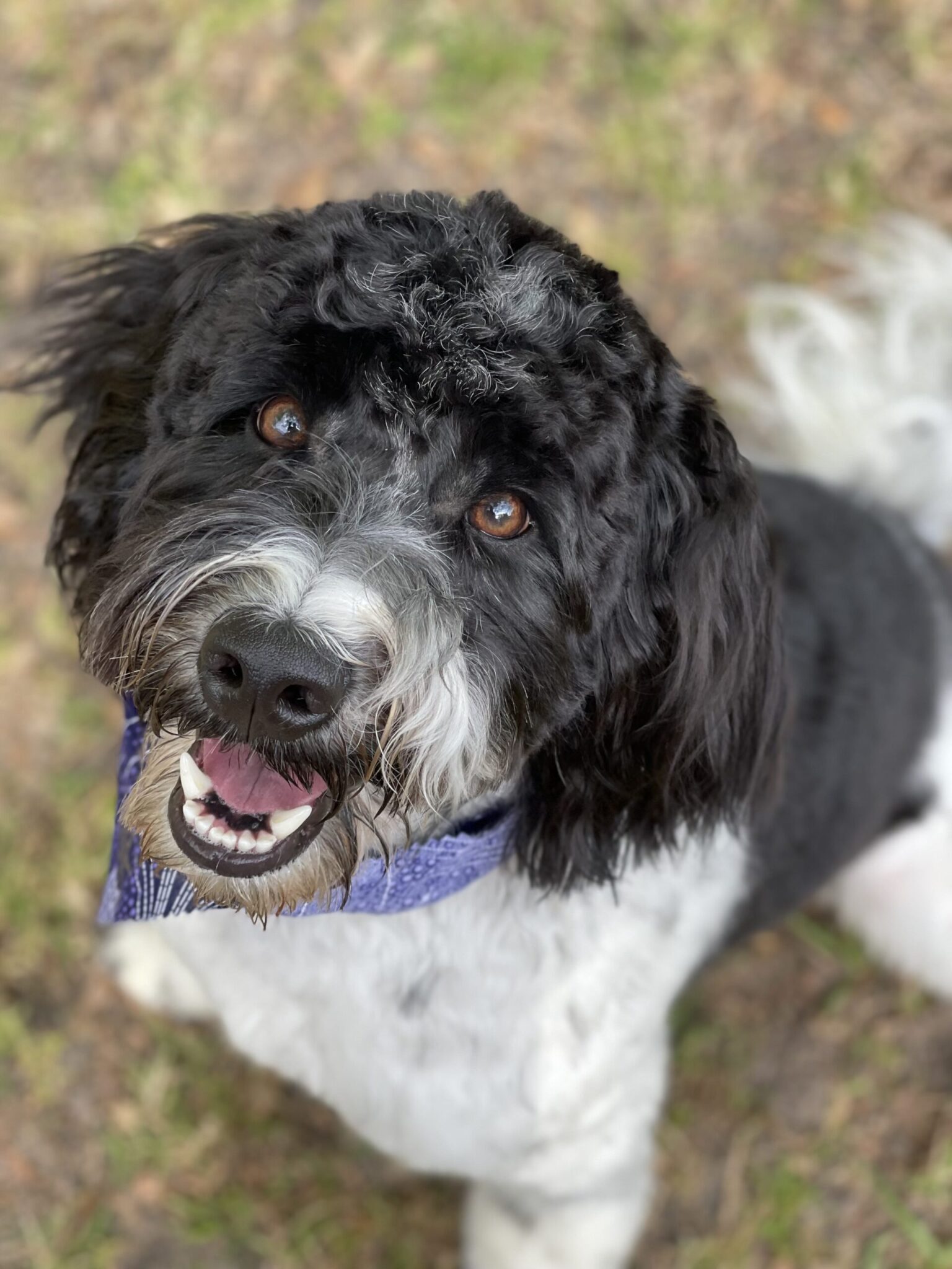 Labradoodles for Adoption Savannah GA CNR Farms