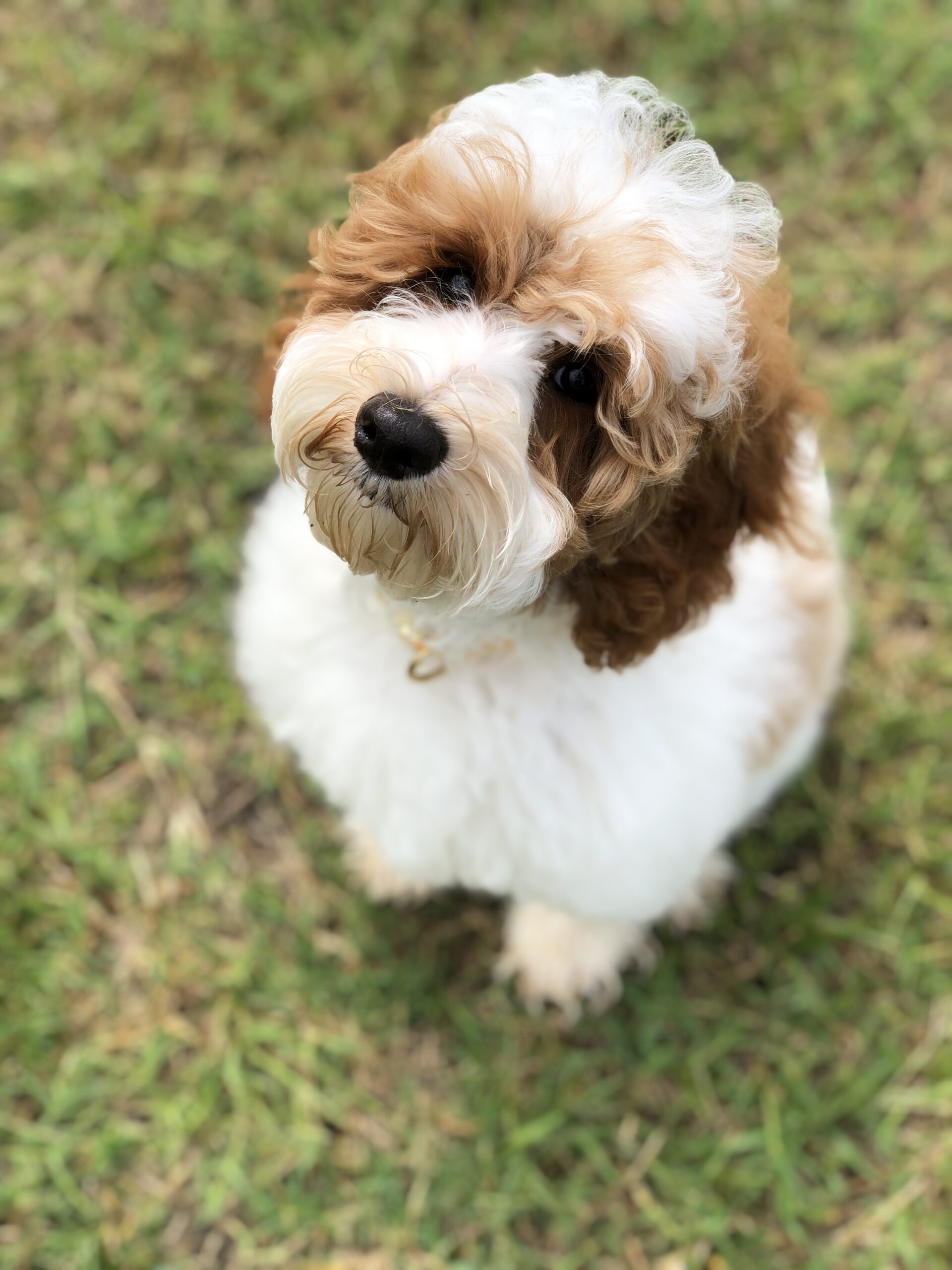 Curly long hair cream and light brown labradoodle