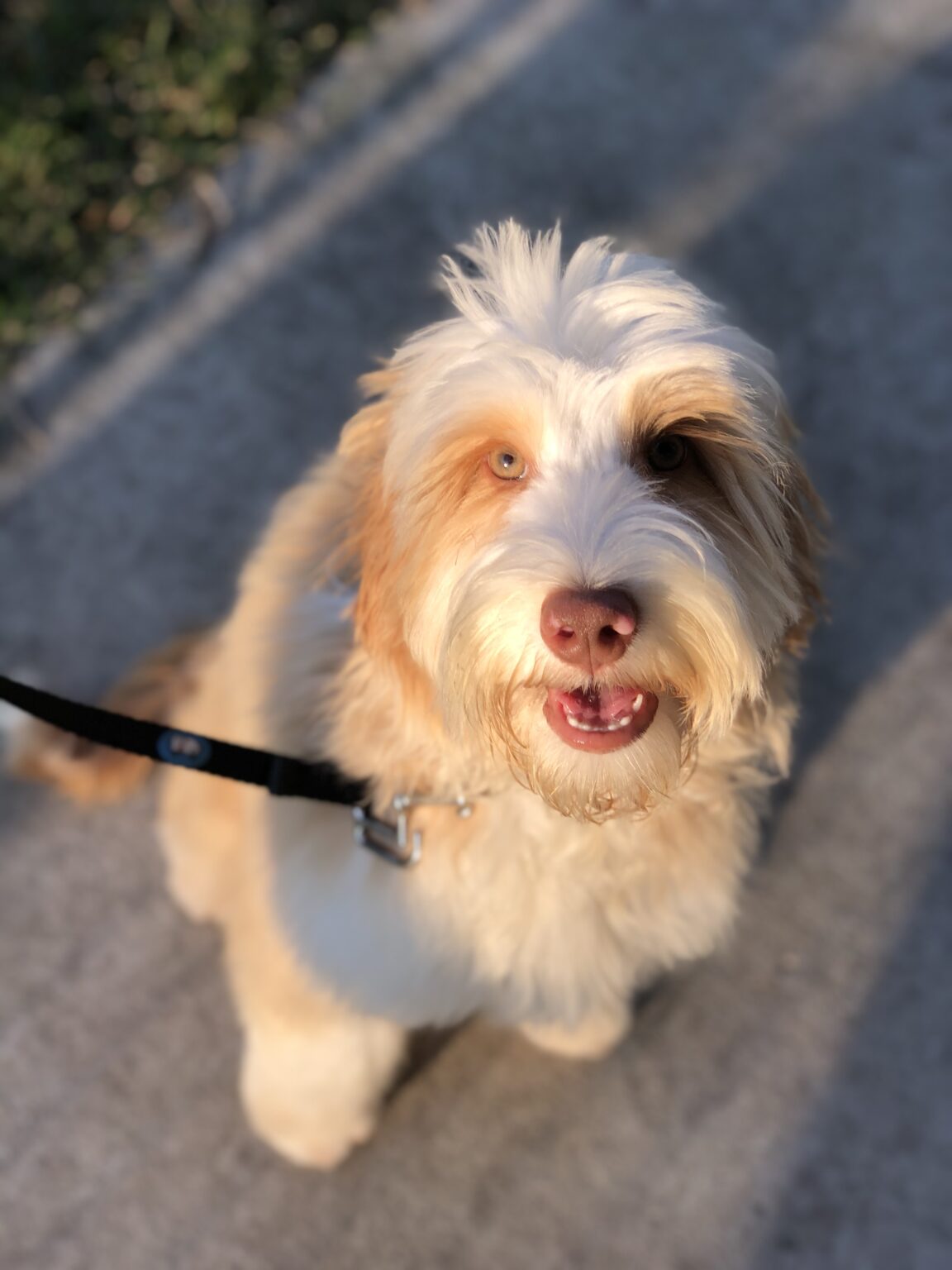 Miniature Australian Labradoodles for Adoption in GA CNR Farms