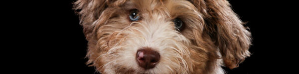 labradoodle with black background