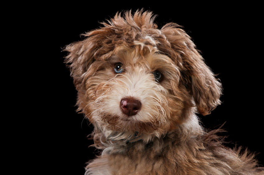 labradoodle with black background