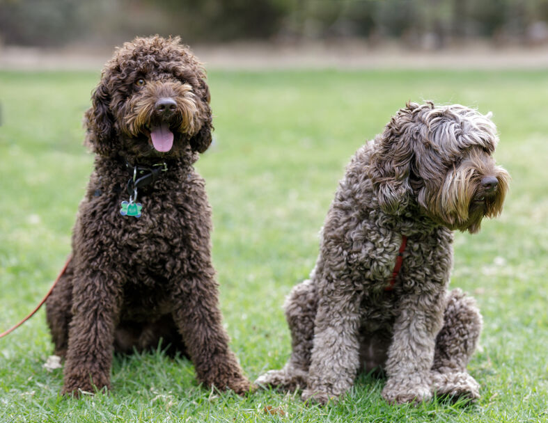 Are Labradoodles Hypoallergenic?