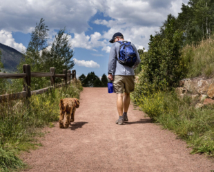 How to Keep Your Labradoodle Safe This Summer