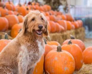 Halloween Safety for Your Labradoodle