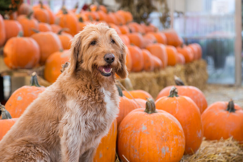Cute golden labradoodle dog sitting in front of a bunch of pumpkins on a farm