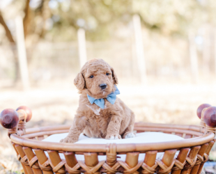 How to Find the Right Crate Size for Your Labradoodle