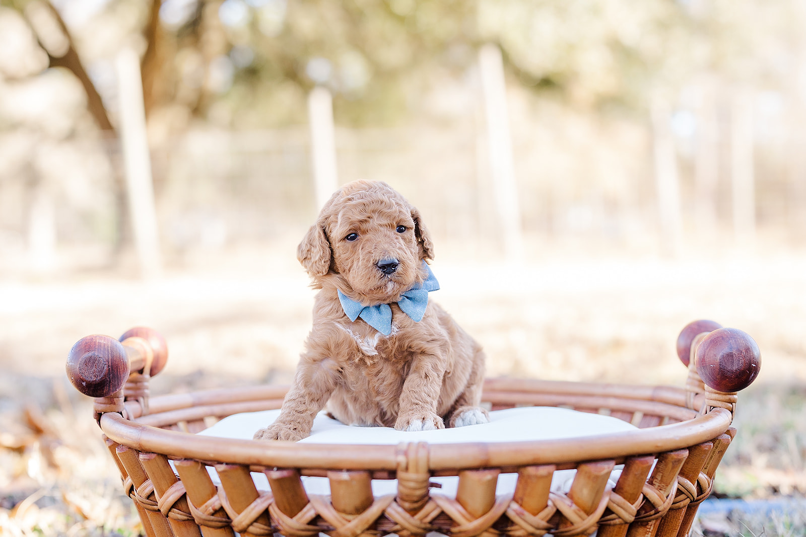 How to Find the Right Crate Size for Your Labradoodle