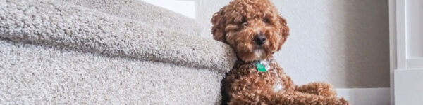 labradoodle puppy sitting at bottom of stairs