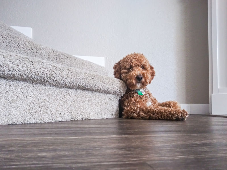 labradoodle puppy sitting at bottom of stairs