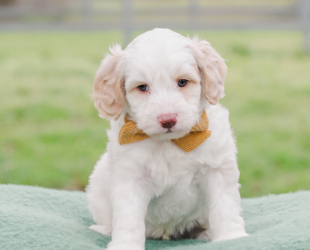 Ranch-Male-$3000