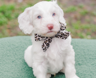 Mayonnaise-Male-$3000