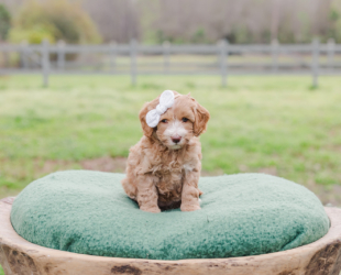 Mustard-Female-$3000