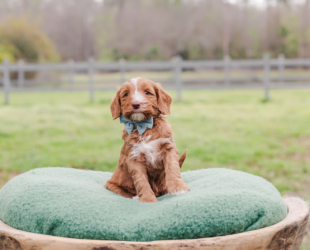 Ketchup-Male-$3000