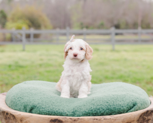 Honey-Female-$3000