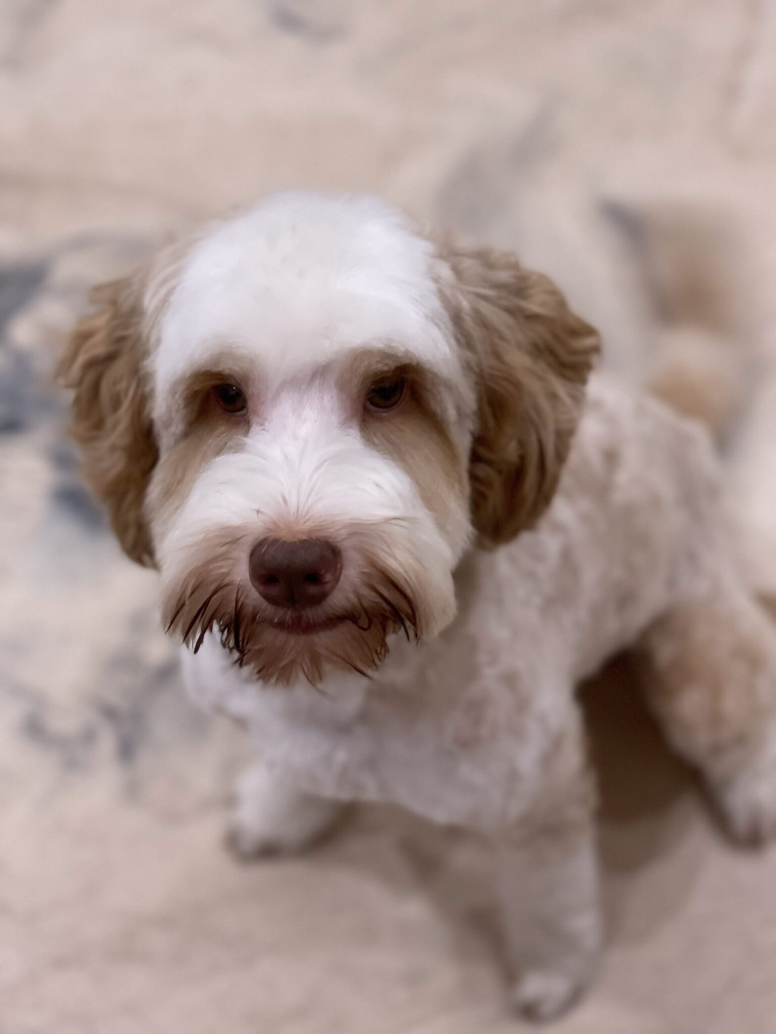 Miniature Australian Labradoodles for Adoption in GA CNR Farms