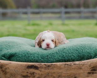 Ricky-Male-$3000