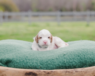 Fred-Male-$3000