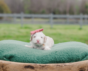 Ethel-Female-$3000