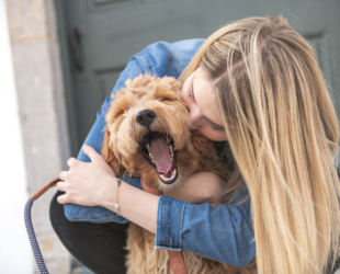 Why Labradoodles are the Ideal Choice for First-Time Dog Owners