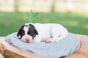 Chocolate Parti Labradoodle