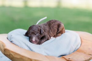 Chocolate Labradoodle