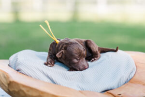 Chocolate Labradoodle