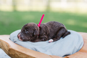 Chocolate Labradoodle
