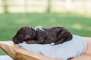 Chocolate Labradoodle
