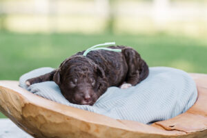 Chocolate Labradoodle