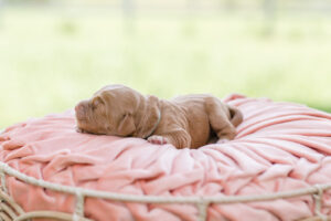 Caramel Australian Labradoodle, Mini Australian Labradoodle