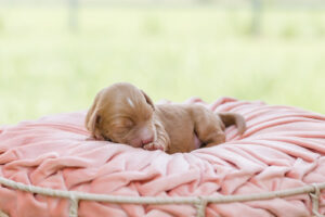 Mini Australian Labradoodle