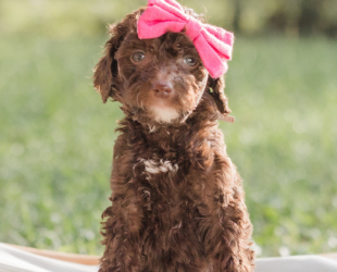 Pita-Female-$2800